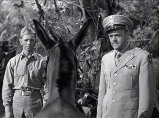 francis--le-mulet-qui-parle_420181_10245